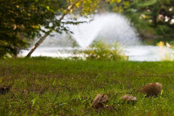 1655 Arboretum.jpg