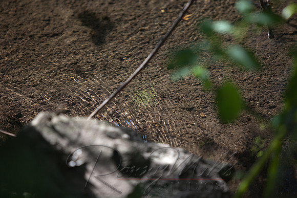 1701 Arboretum.jpg